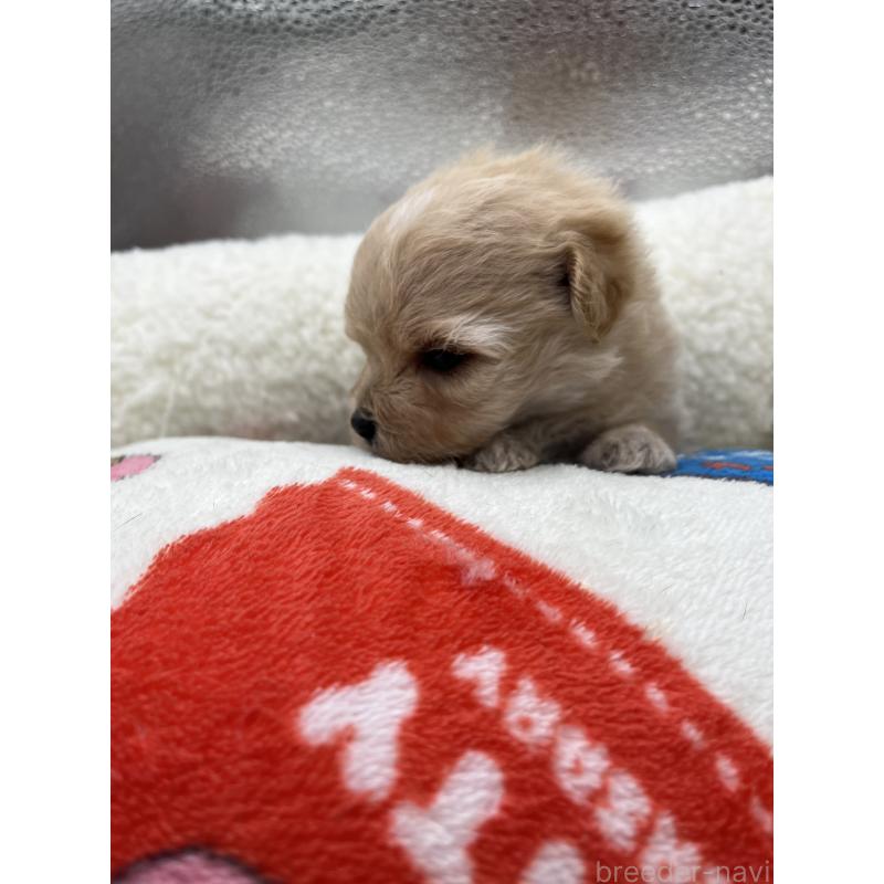 販売中の静岡県のマルプー:マルチーズ×トイプードル-431410の3枚目