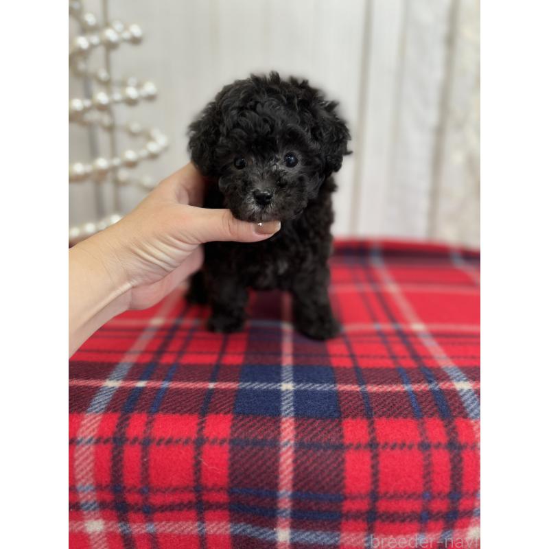 販売中の愛媛県のトイプードル-431412の4枚目