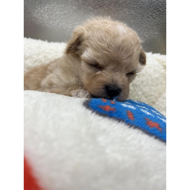 販売中の静岡県のマルプー:マルチーズ×トイプードル-431410の2枚目