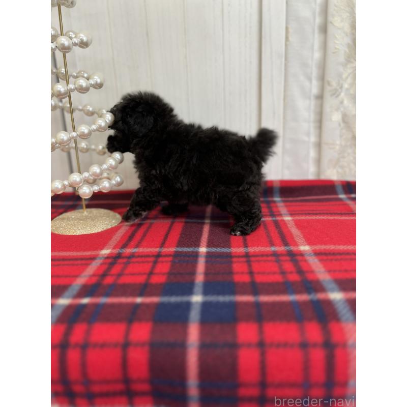 販売中の愛媛県のトイプードル-431412の3枚目