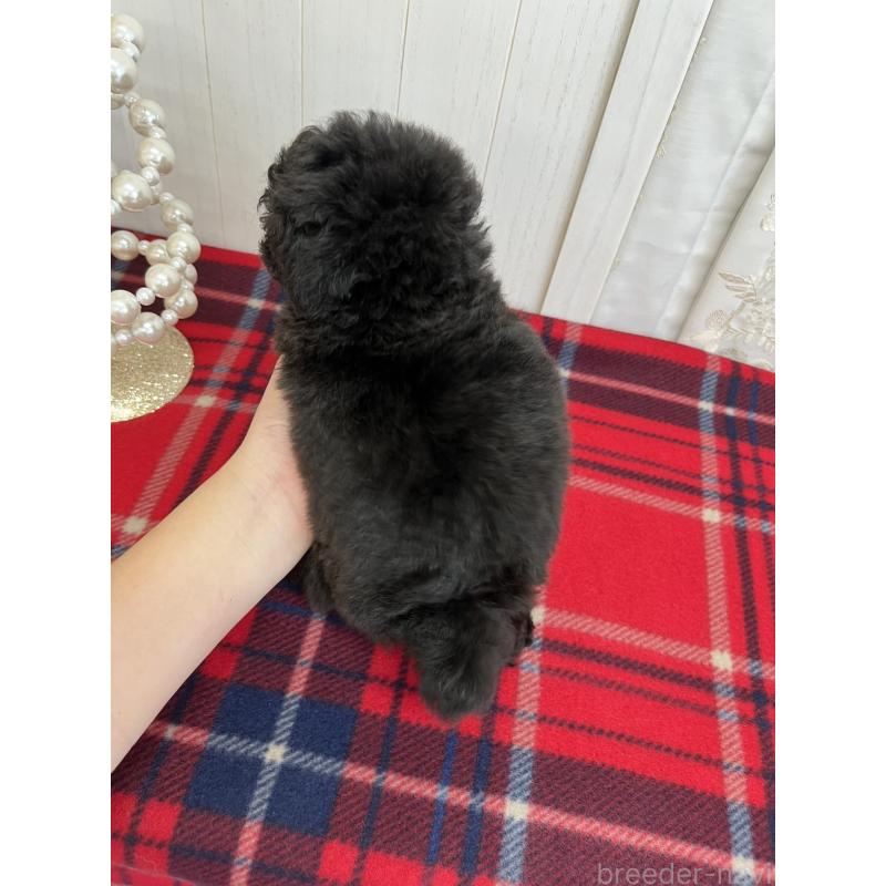 販売中の愛媛県のトイプードル-431412の2枚目