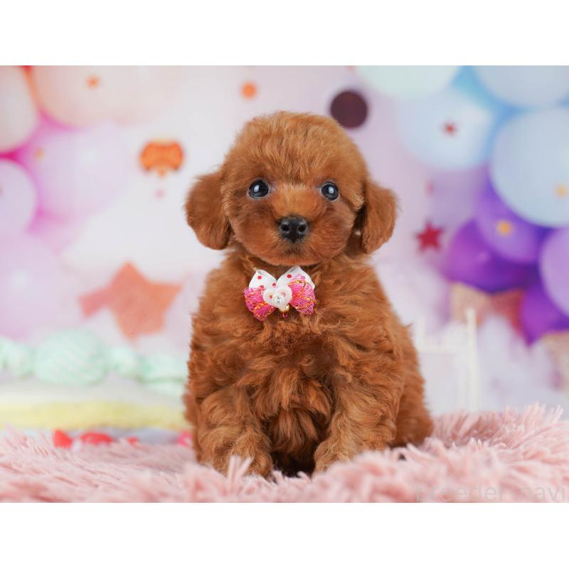 販売中の千葉県のトイプードル-431419の7枚目