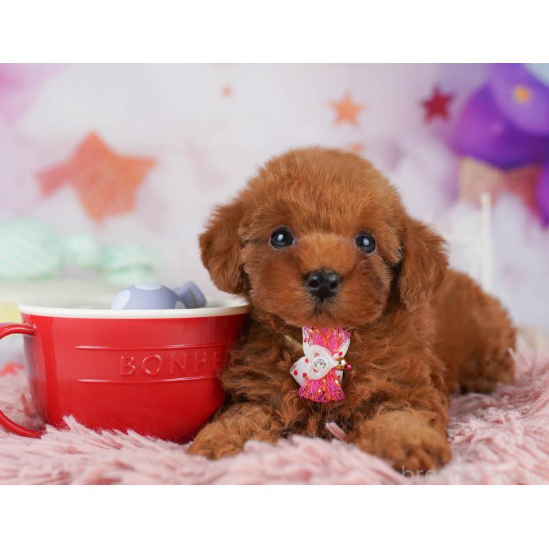 販売中の千葉県のトイプードル-431419