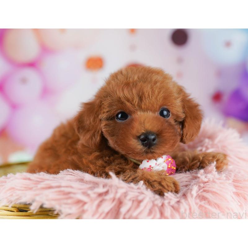 販売中の千葉県のトイプードル-431419の2枚目