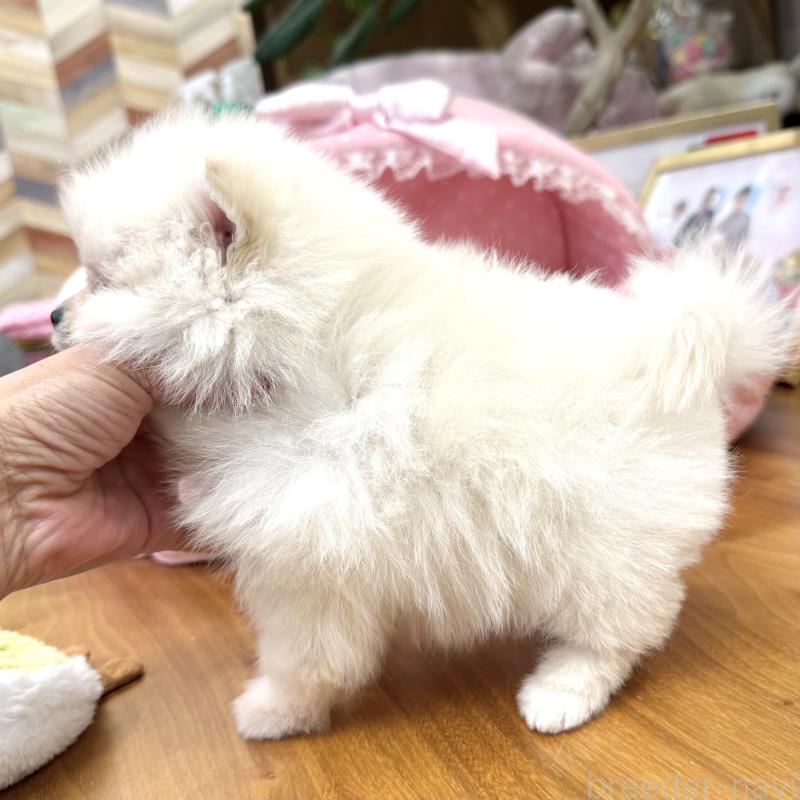 販売中の大阪府のポメラニアン-431413の9枚目
