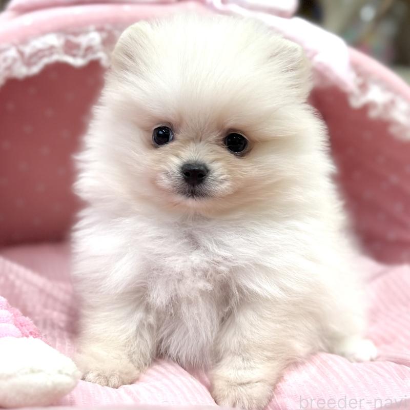 販売中の大阪府のポメラニアン-431413の7枚目