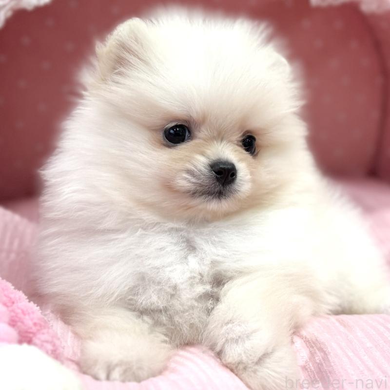 販売中の大阪府のポメラニアン-431413の6枚目