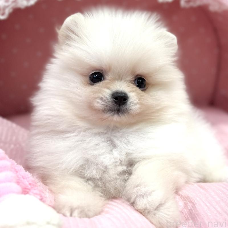 販売中の大阪府のポメラニアン-431413の5枚目