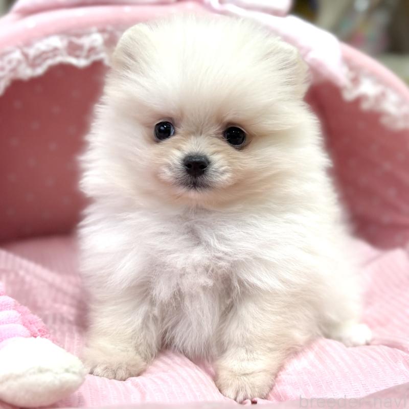 販売中の大阪府のポメラニアン-431413の2枚目