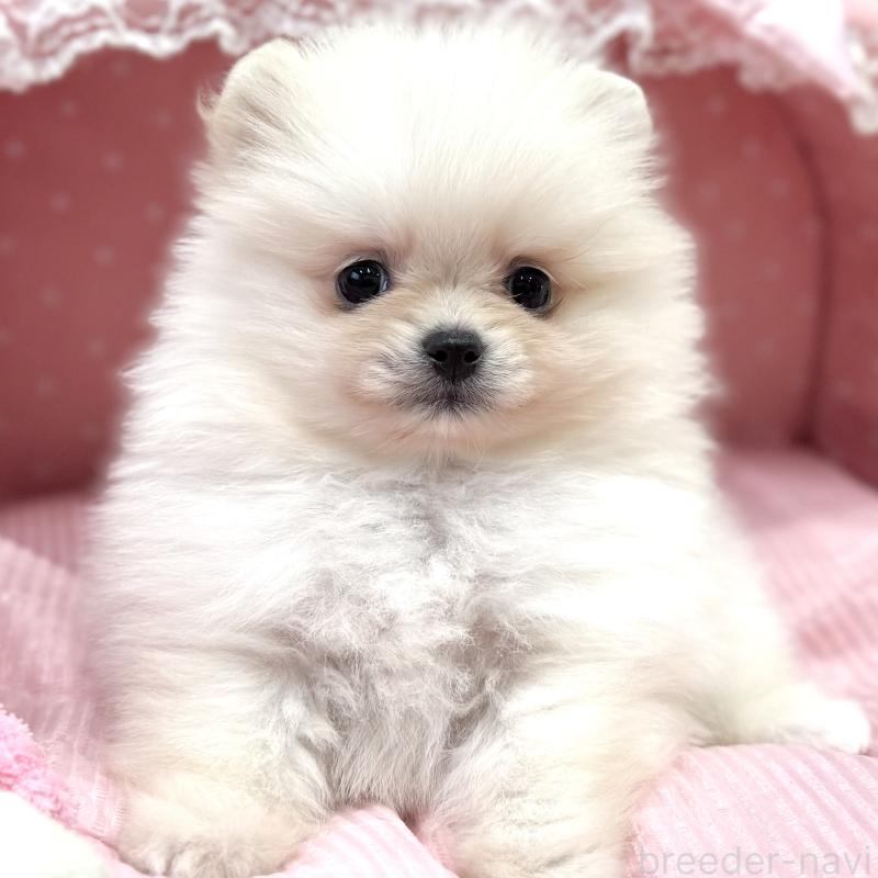 販売中の大阪府のポメラニアン-431413