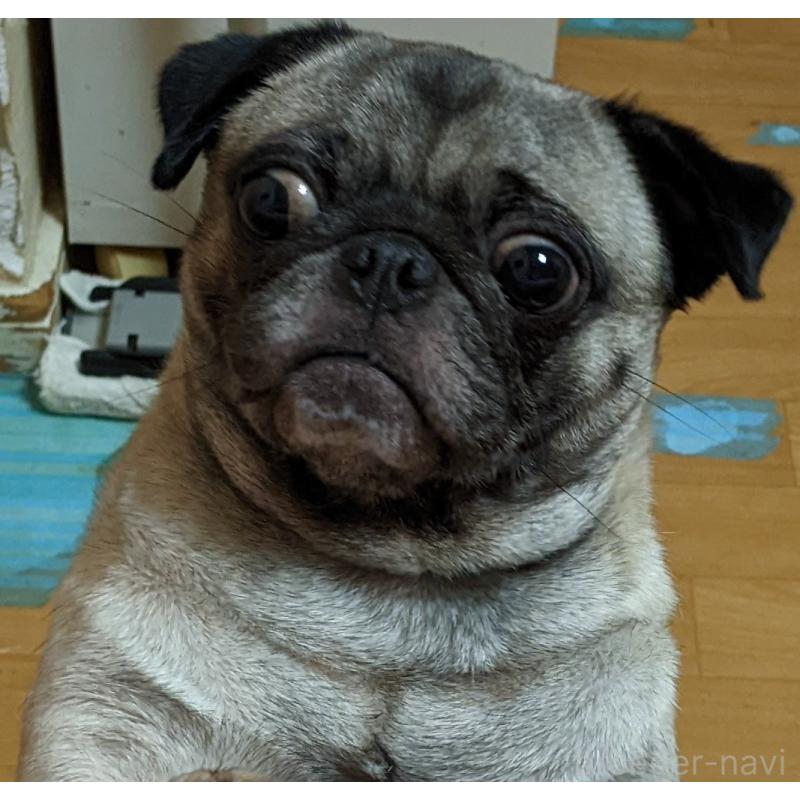 販売中の新潟県のパグ-431421の4枚目