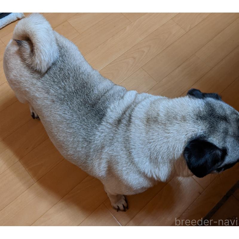 販売中の新潟県のパグ-431421の3枚目