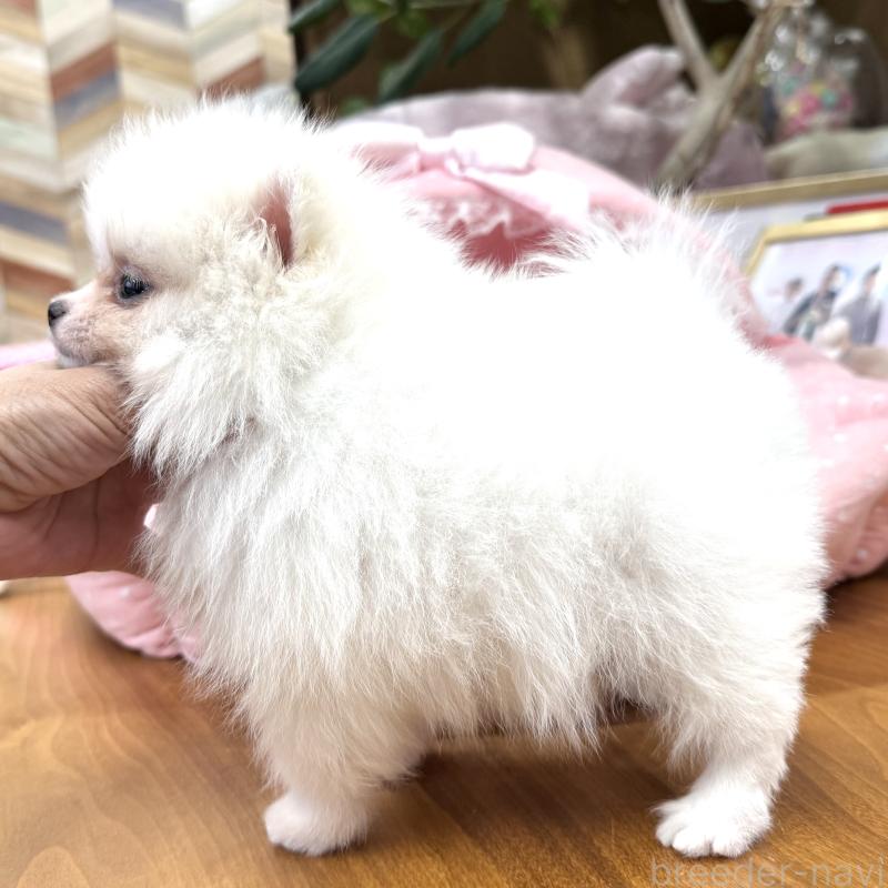 販売中の大阪府のポメラニアン-431417の9枚目