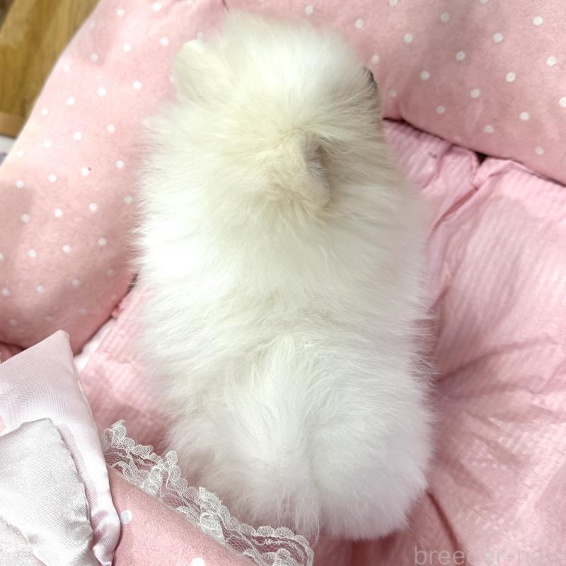 販売中の大阪府のポメラニアン-431417の8枚目