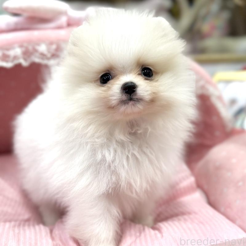 販売中の大阪府のポメラニアン-431417の7枚目