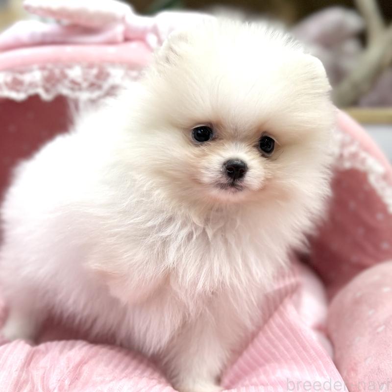 販売中の大阪府のポメラニアン-431417の6枚目