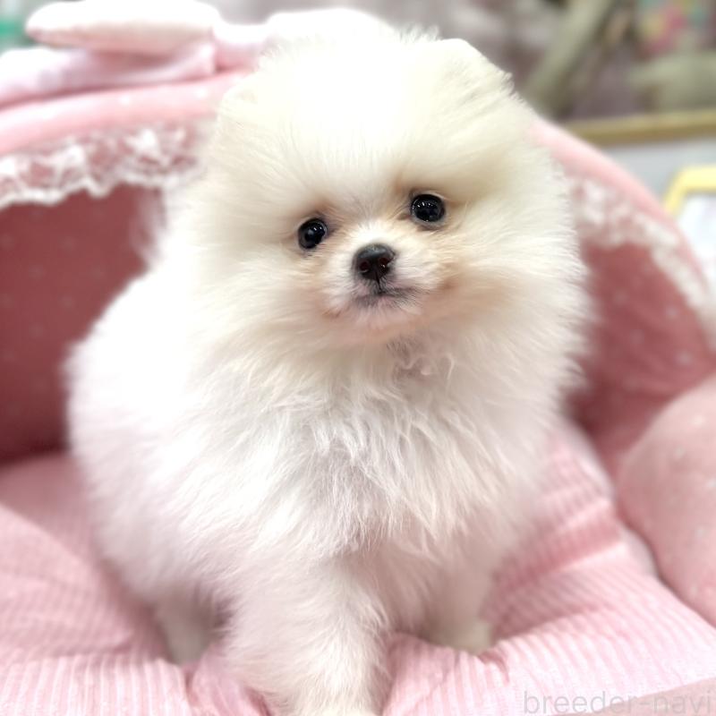 販売中の大阪府のポメラニアン-431417の5枚目