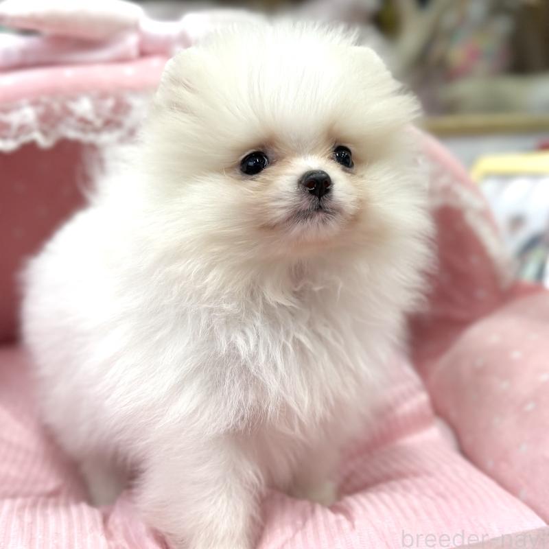 販売中の大阪府のポメラニアン-431417の4枚目