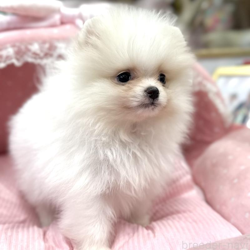 販売中の大阪府のポメラニアン-431417の3枚目