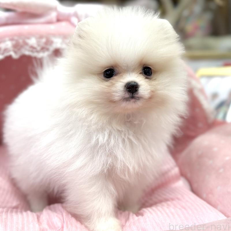 販売中の大阪府のポメラニアン-431417の2枚目
