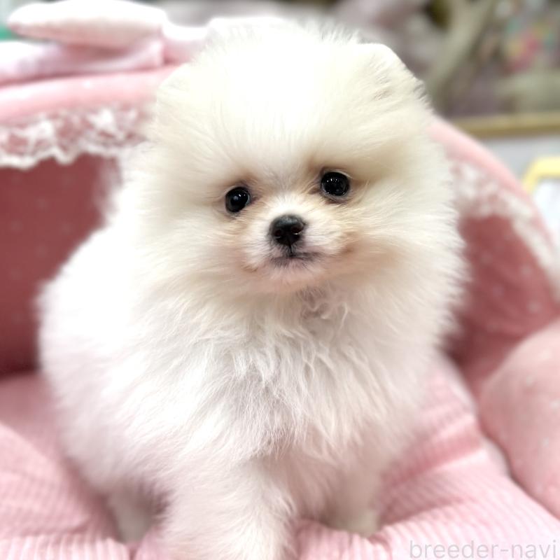 販売中の大阪府のポメラニアン-431417