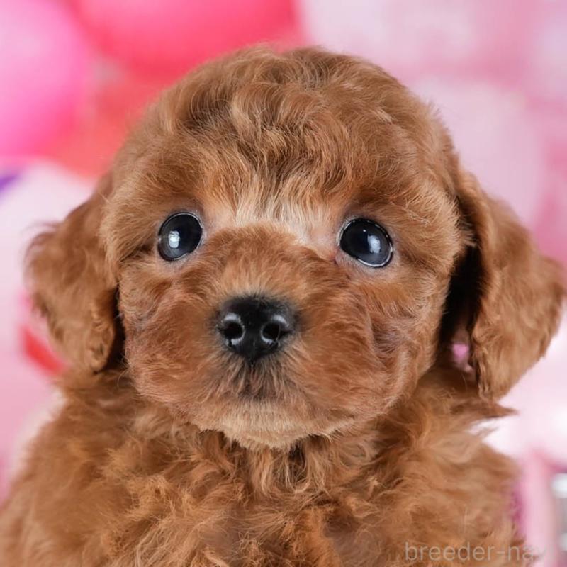 販売中の茨城県のトイプードル-431416