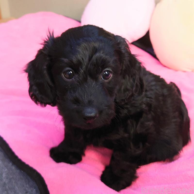 販売中の埼玉県のダップー:ミニチュアダックスフンド×トイプードル-429289