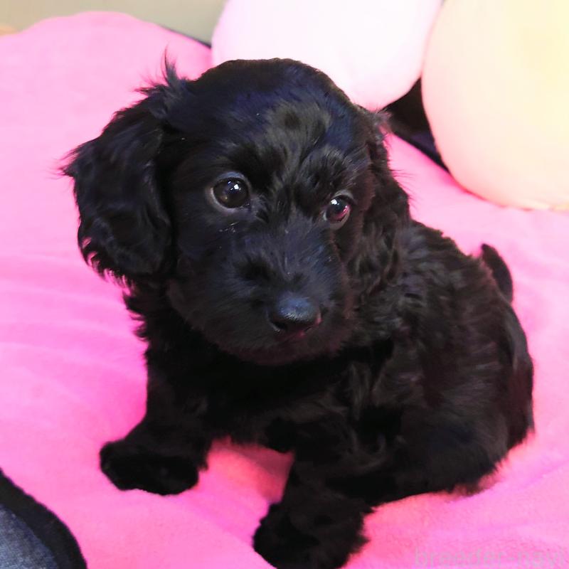 販売中の埼玉県のダップー:ミニチュアダックスフンド×トイプードル-429289の5枚目