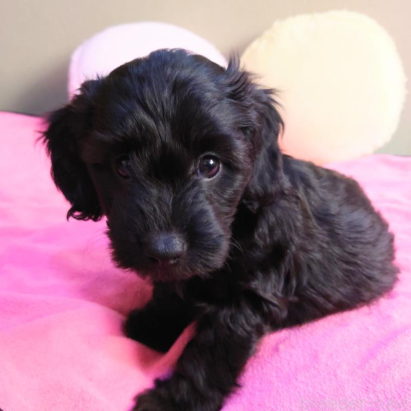 販売中の埼玉県のダップー:ミニチュアダックスフンド×トイプードル-429286