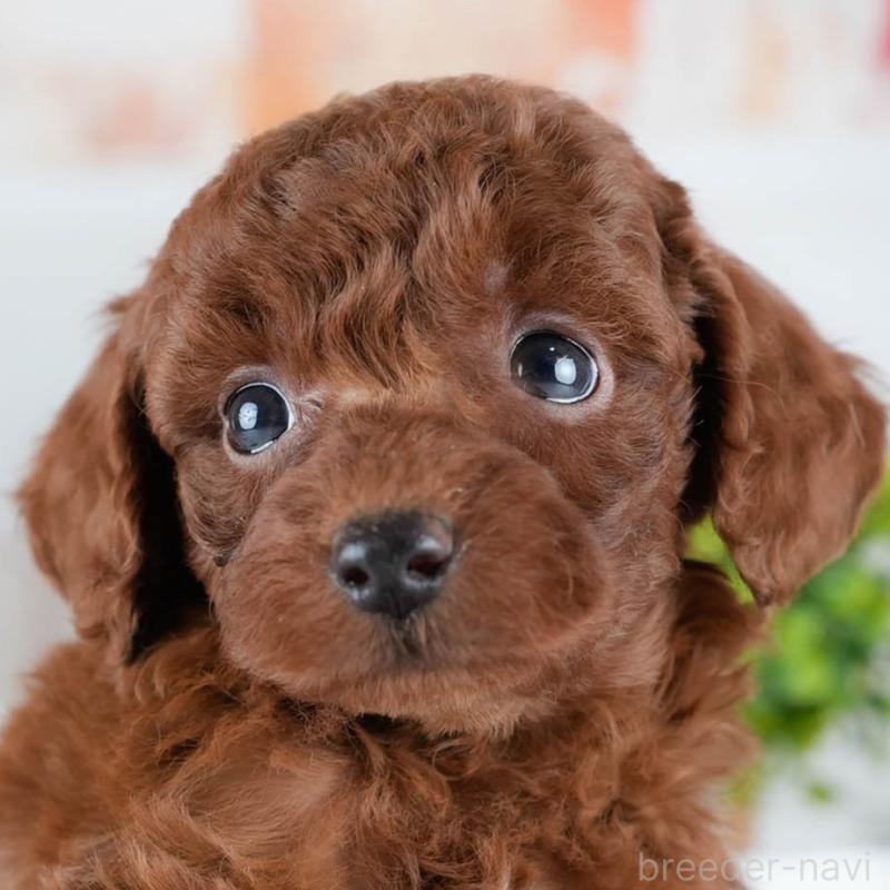 販売中の茨城県のトイプードル-431423