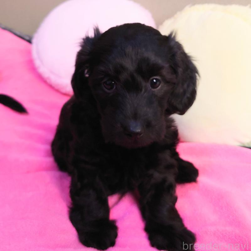 販売中ののダップー:ミニチュアダックスフンド×トイプードル-429284