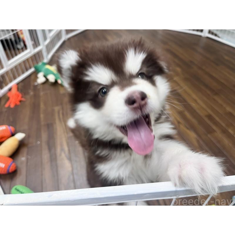 販売中の東京都のアラスカンマラミュート-431424の8枚目