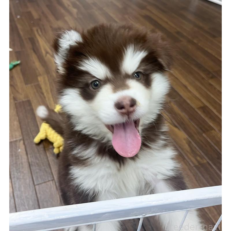 販売中の東京都のアラスカンマラミュート-431424の7枚目