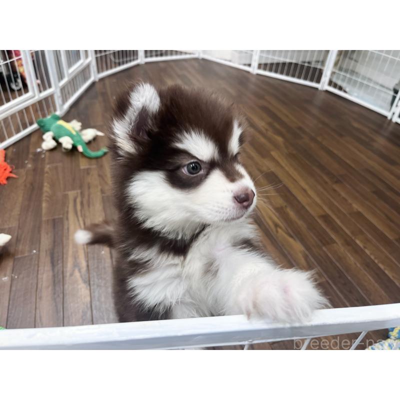 販売中の東京都のアラスカンマラミュート-431424の6枚目