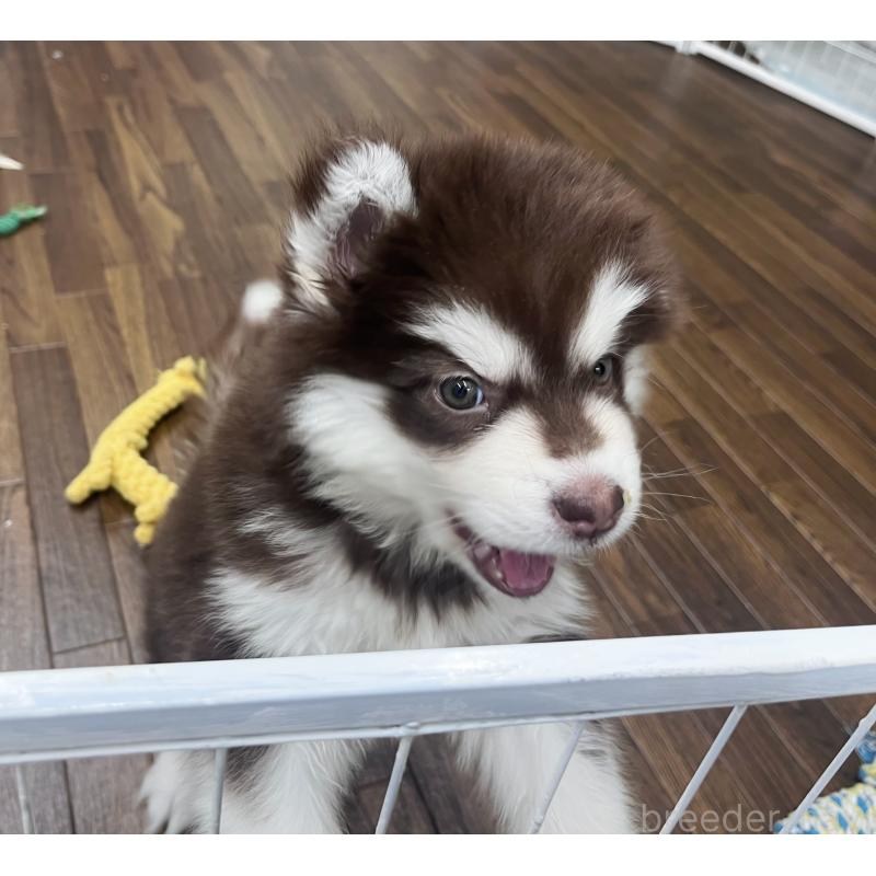 販売中の東京都のアラスカンマラミュート-431424の5枚目