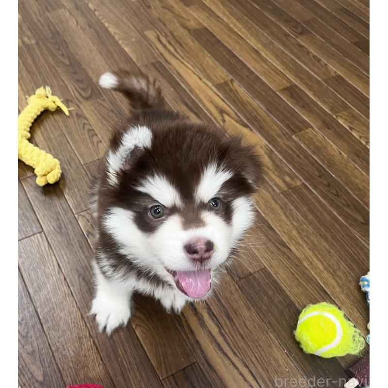 販売中の東京都のアラスカンマラミュート-431424の4枚目