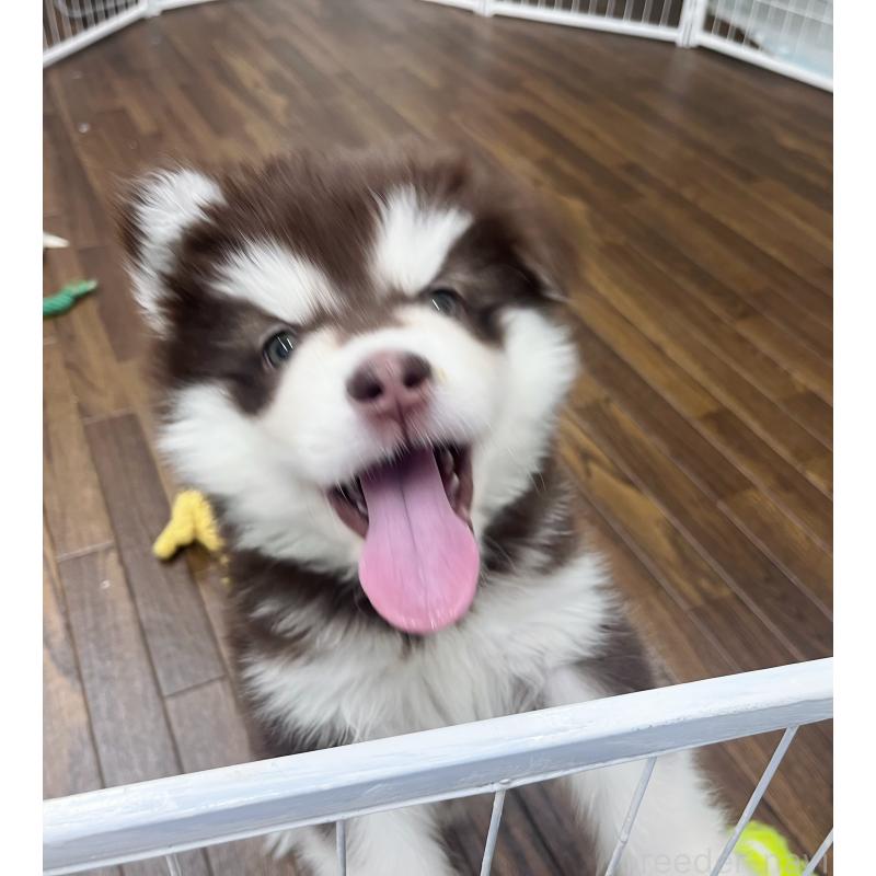 販売中の東京都のアラスカンマラミュート-431424の3枚目