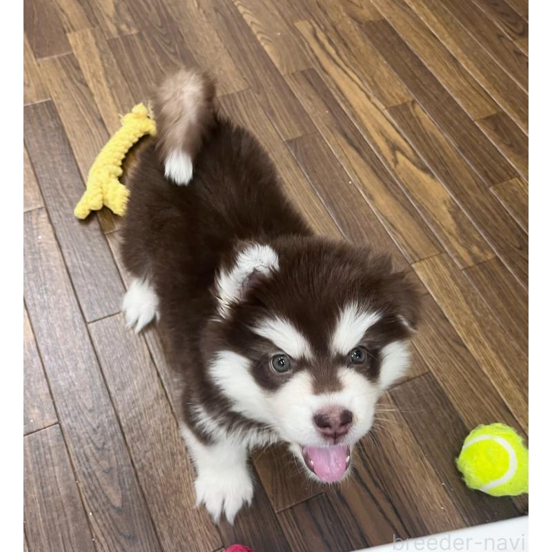 販売中の東京都のアラスカンマラミュート-431424の2枚目