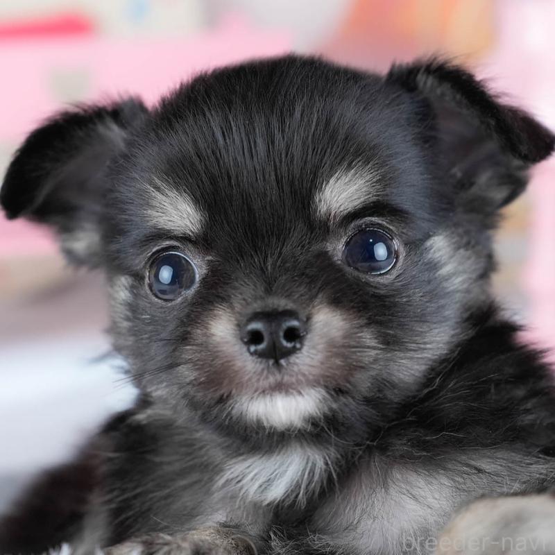 販売中の茨城県のチワワ(ロングコート)-431427