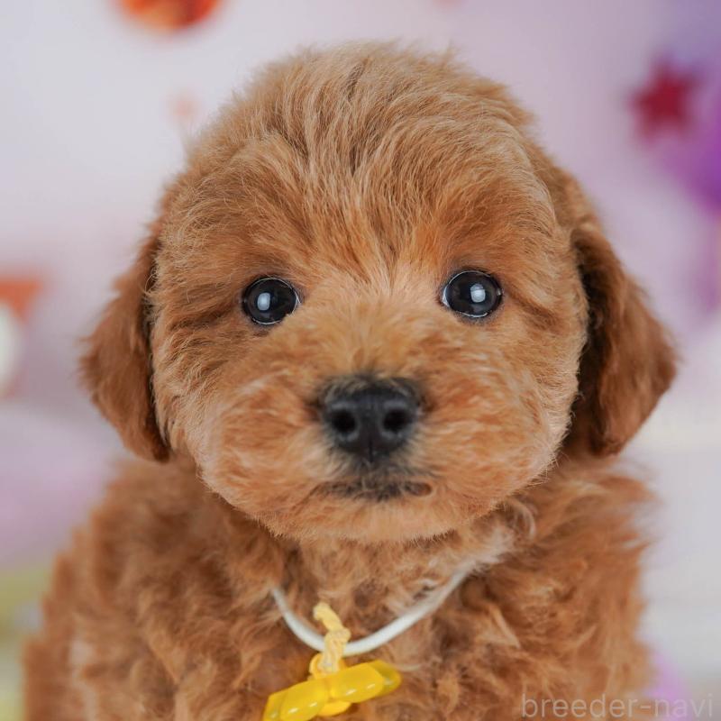 販売中の千葉県のトイプードル-431425の8枚目