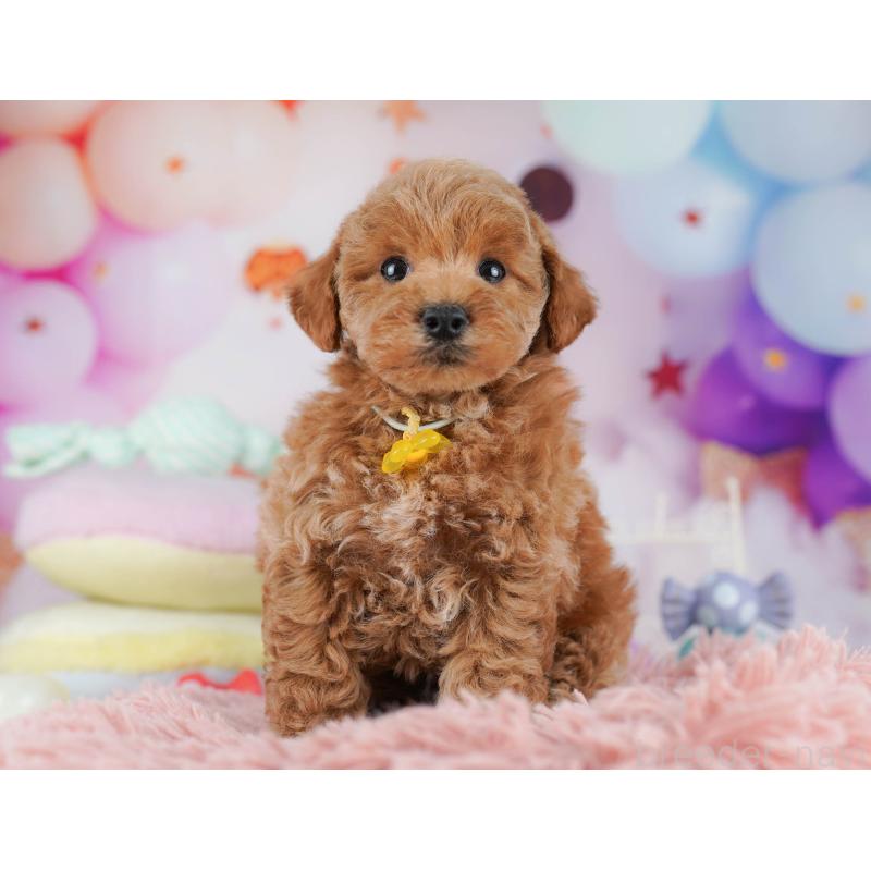 販売中の千葉県のトイプードル-431425の7枚目