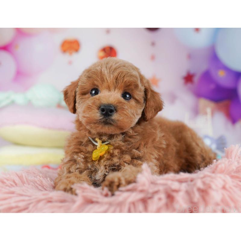 販売中の千葉県のトイプードル-431425の6枚目