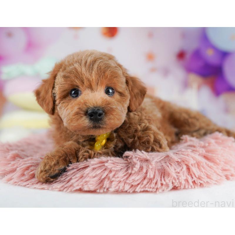 販売中の千葉県のトイプードル-431425の5枚目