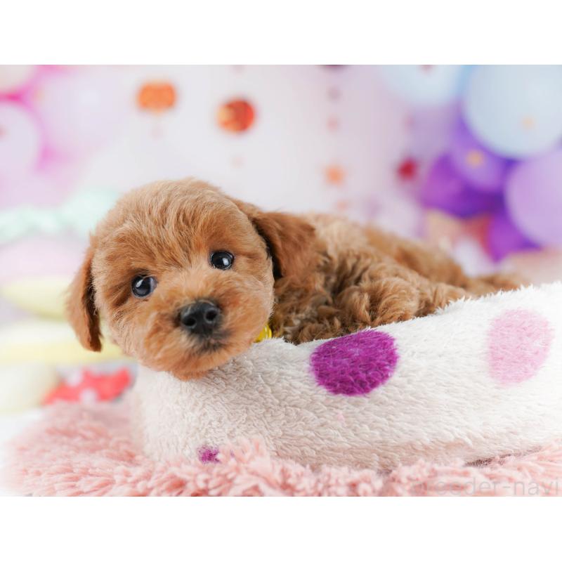 販売中の千葉県のトイプードル-431425の4枚目