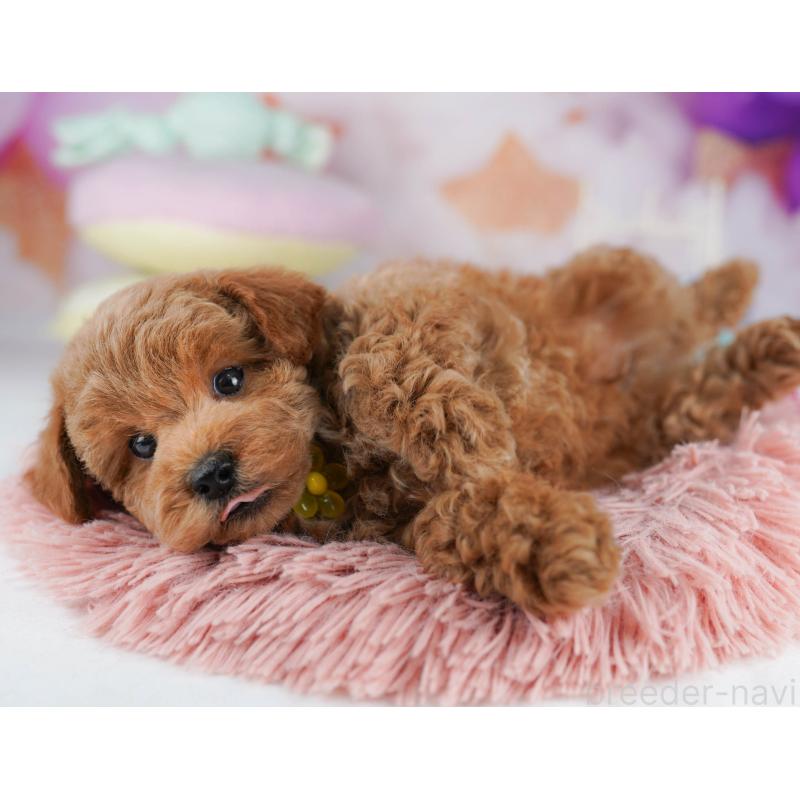 販売中の千葉県のトイプードル-431425の1枚目