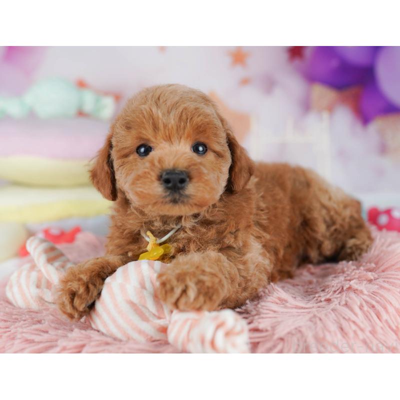 販売中の千葉県のトイプードル-431425の3枚目