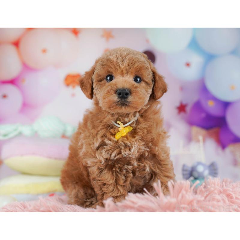 販売中の千葉県のトイプードル-431425の2枚目