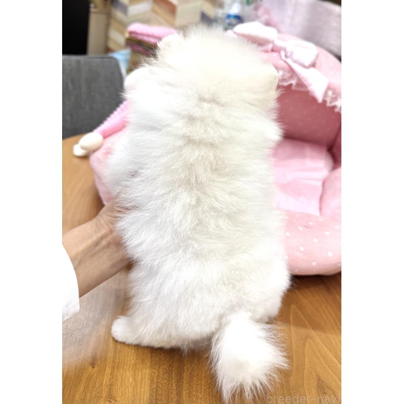 販売中の大阪府のポメラニアン-431426の8枚目