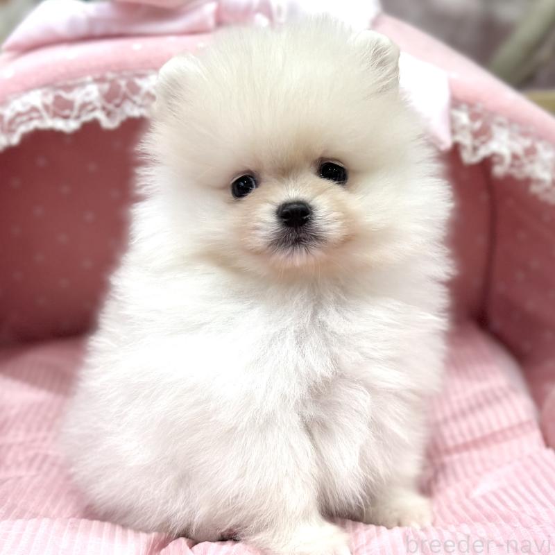 販売中の大阪府のポメラニアン-431426の6枚目