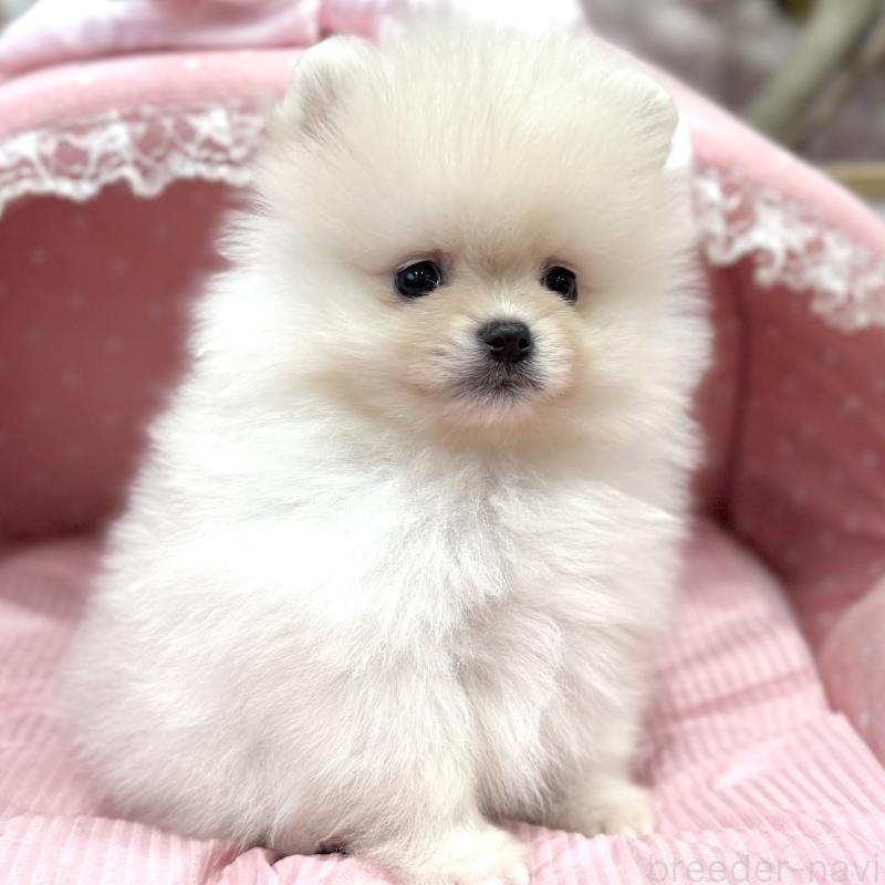 販売中の大阪府のポメラニアン-431426の5枚目
